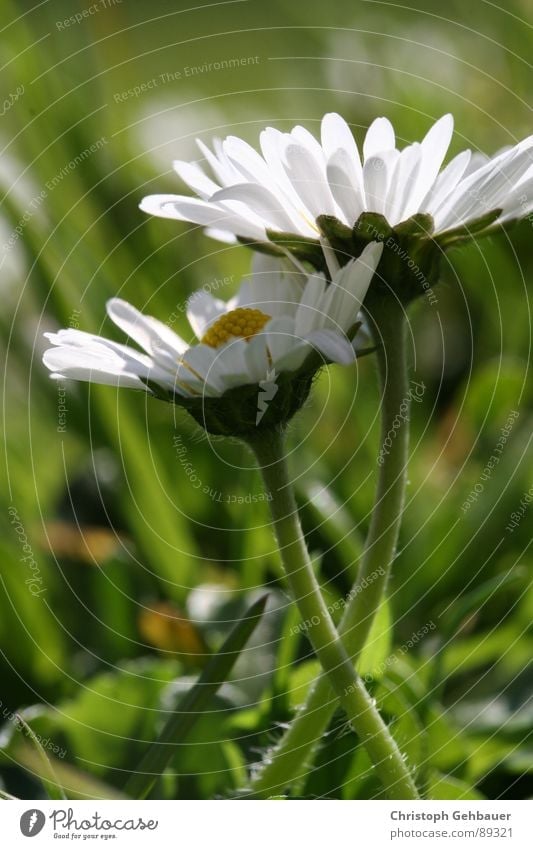 Gänseblümchen_01 Blume Frühling Sommer Zusammensein Wiese grün Vertrauen Makroaufnahme Nahaufnahme Liebe Natur