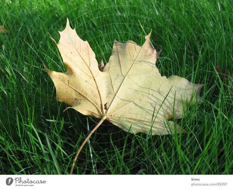 goldiges herbstblatt Wiese grün Blatt Ahorn Herbst Jahreszeiten Baum Rasen Natur Ast