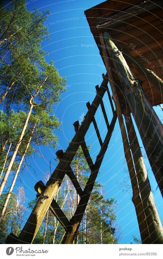 Jobneid Wald Holz Aussicht Hochsitz Baum hoch streben Klettern Sommer sommerlich grün Neid Baumhaus Reh Tier Pflanze Luft Sauerstoff Waldspaziergang Jäger