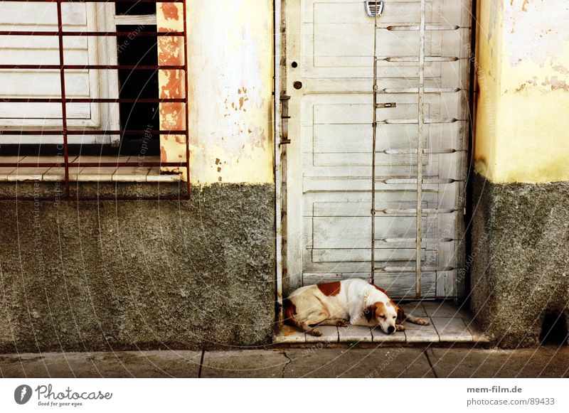 powernapping ruhig Erholung Hund Kuba bewachen Mittagssonne Mittagsschlaf Haustier Geschnarche Säugetier Sicherheit etspannung Tür Straße Schatten friedlich
