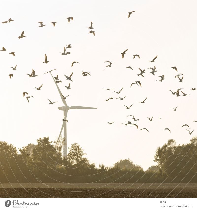 Vögel und Windkraft Energiewirtschaft Windkraftanlage Himmel Baum Feld Vogel Schwarm Bewegung fliegen Kraft Beginn Entschlossenheit Leichtigkeit Leistung