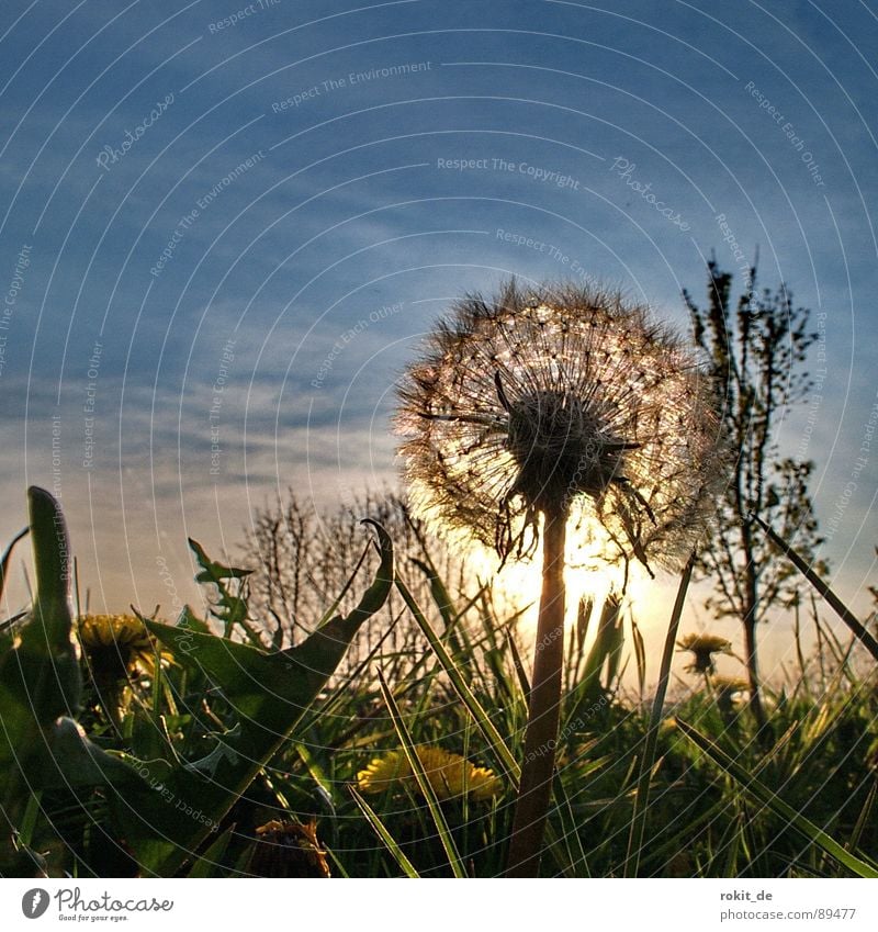 Pusteblume No. I Löwenzahn Sonnenuntergang Abend blasen Gras gelb Horizont Kinderspiel glänzend Freude Vergänglichkeit schlafen gehen gün Himmel