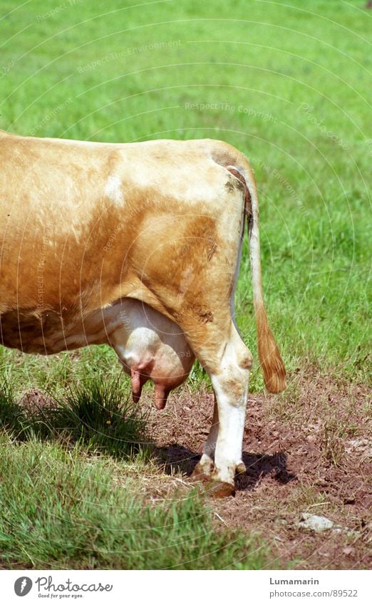 Ein Glas Milch Bitte Kuh Ein Lizenzfreies Stock Foto Von Photocase