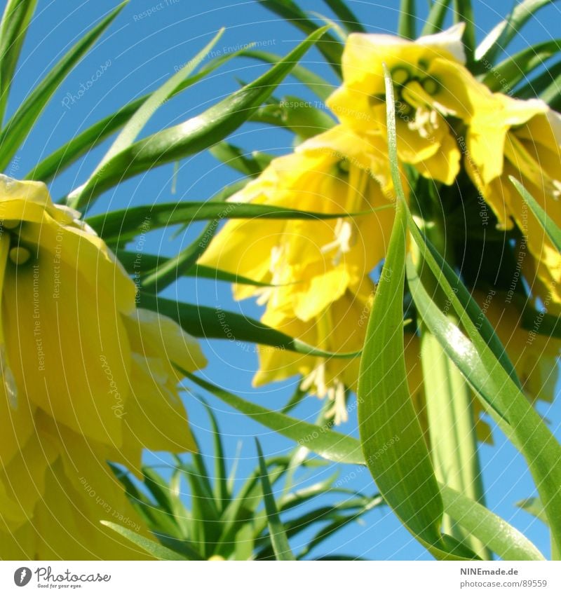 Glockenblümelie I Glockenblume Blume laut Lautstärke gelb grün Sommer Physik heiß Blütenblatt Fröhlichkeit Stengel Gute Laune edel schön harmonisch