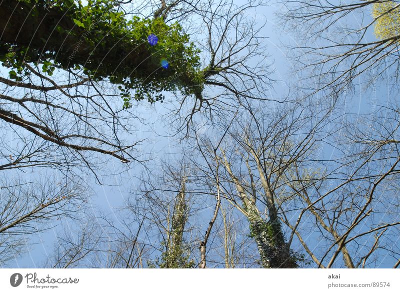 Himmel auf Erden 7 Nadelbaum Wald himmelblau Geometrie Laubbaum Perspektive Nadelwald Laubwald Waldwiese Paradies Waldlichtung ruhig grün Pflanze Baum Blatt