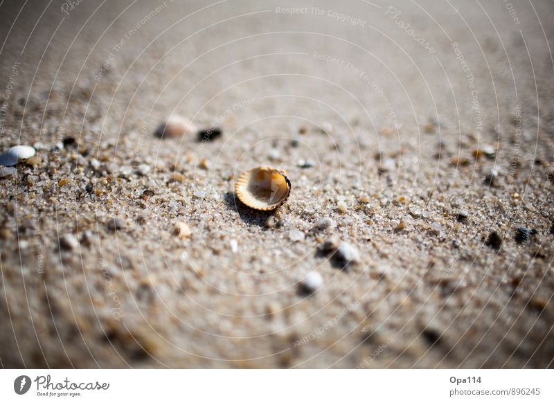 Muschel Umwelt Natur Pflanze Tier Sommer Küste Strand Nordsee Meer Insel liegen warten Schutz "Einsamkeit Alleine Sylt Sand Muscheln Steine Geborgenheit