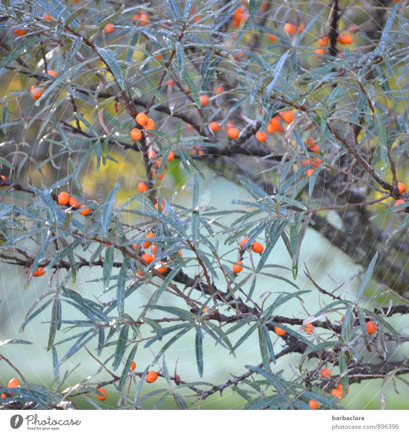 Sanddorn Lebensmittel Kosmetik Natur Pflanze Sonnenlicht Herbst Baum Sträucher Blatt Nutzpflanze Wildpflanze Beeren Garten Wachstum frisch viele blau orange rot