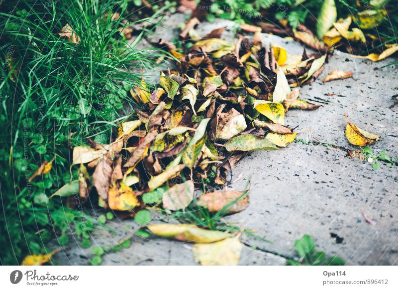 Herbstlich Natur Wetter Gras Sträucher Blatt Blüte Garten Park Wiese Stein alt verblüht dehydrieren trocken braun mehrfarbig gelb gold grün Zeit "Herbst