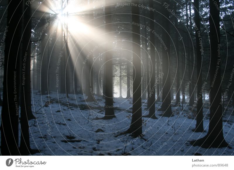 Licht im Wald Nadelwald Baum Nebel dunkel mystisch Sonnenstrahlen unheimlich Einsamkeit Schwarzwald Frühling Winter forrest Natur Beleuchtung Lichtstrahl