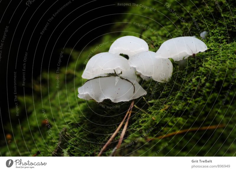 Pseudohydnum gelatinosum (Eispilz) Lebensmittel Pilze Bioprodukte Vegetarische Ernährung Natur Moos Wald entdecken Blick Gesundheit grün weiß Farbfoto