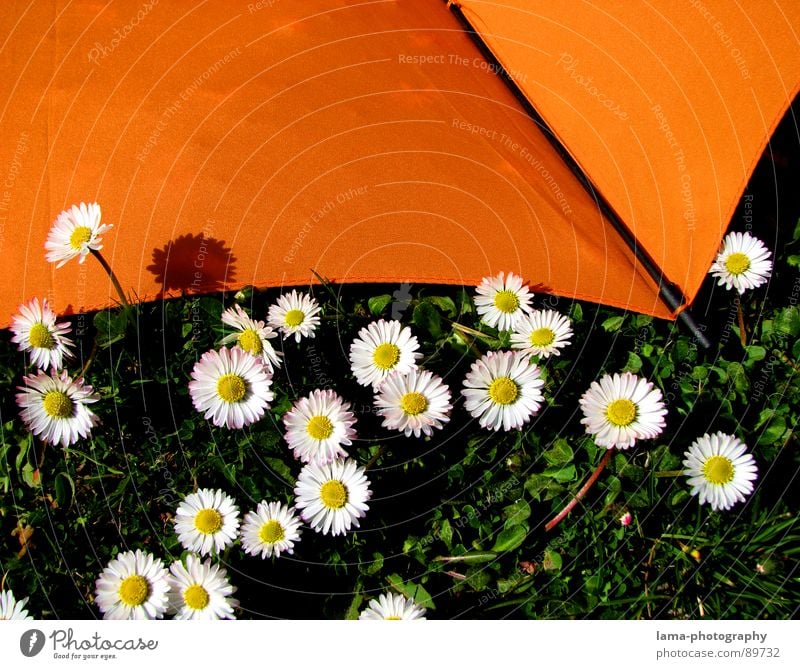 Umbrella meets Daisy Cloppenburg Regenschirm Sonnenschirm Unwetter Wolken Gras Halm Wiese Feld grün Frühling Sommer Erholung Sonnenbad Blumenwiese Umwelt