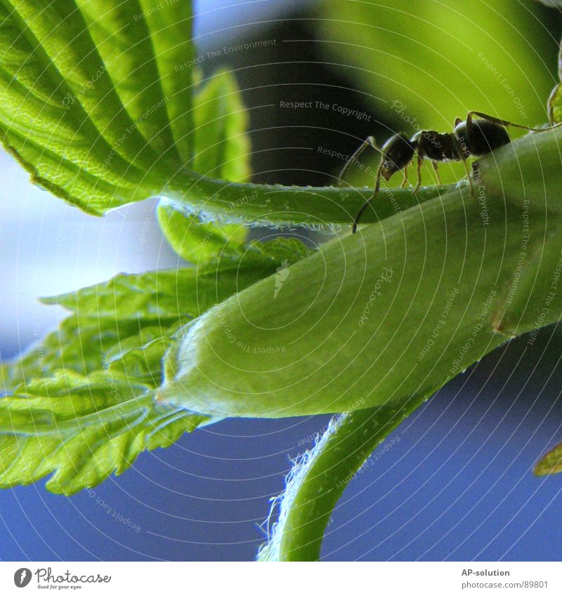 Ameise Waldameise Tier krabbeln Insekt klein winzig schwarz Schädlinge fleißig Arbeit & Erwerbstätigkeit Arbeiter grün Natur Makroaufnahme Shorts Nahaufnahme
