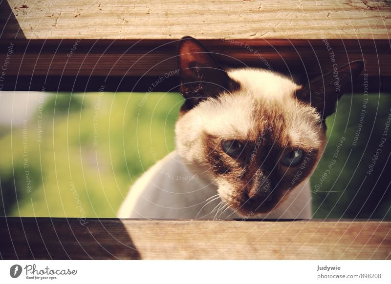 Huch! Sommer Häusliches Leben Wohnung Autofenster Umwelt Frühling Dach Fensterbrett Tier Haustier Katze Tiergesicht 1 listig Freundlichkeit Neugier Überraschung