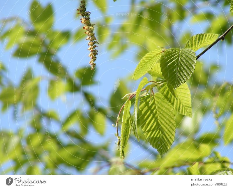 Es grünt so grün _1 Blatt Baum Frühling Jahreszeiten frisch Außenaufnahme Natur Farbe blau Ast Landschaft Zweig Leben Pflanze