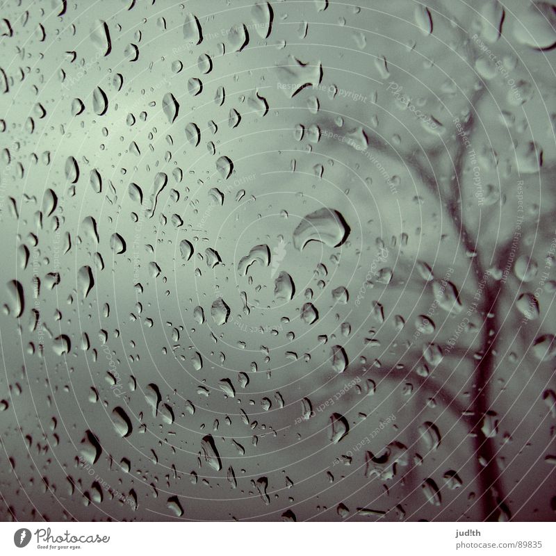 Regen Fenster Fensterscheibe Baum Herbst grau Wolken graue Wolken Regenwolken nass Trauer Einsamkeit Himmel Wasser Verzweiflung Wassertropfen Glas Wetter rain