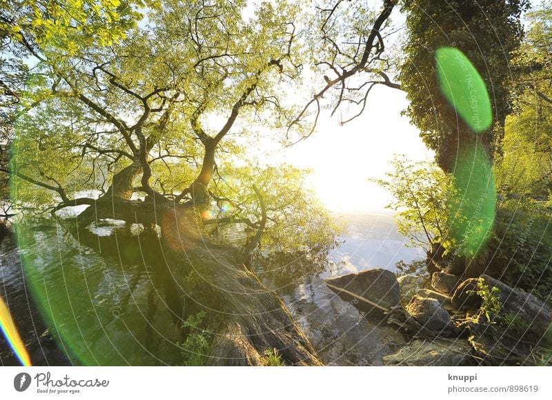 goldener Herbst Umwelt Natur Pflanze Wasser Sonne Sonnenaufgang Sonnenuntergang Sonnenlicht Sommer Schönes Wetter Baum Sträucher Efeu Blatt Wildpflanze Park