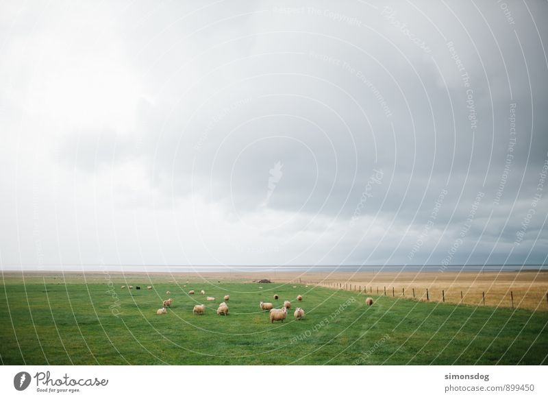 I'm in Iceland. Landschaft Wolken Horizont schlechtes Wetter Tier Nutztier Tiergruppe Herde grün Island Schafherde Weide saftig Schafweide auslaufen Viehhaltung