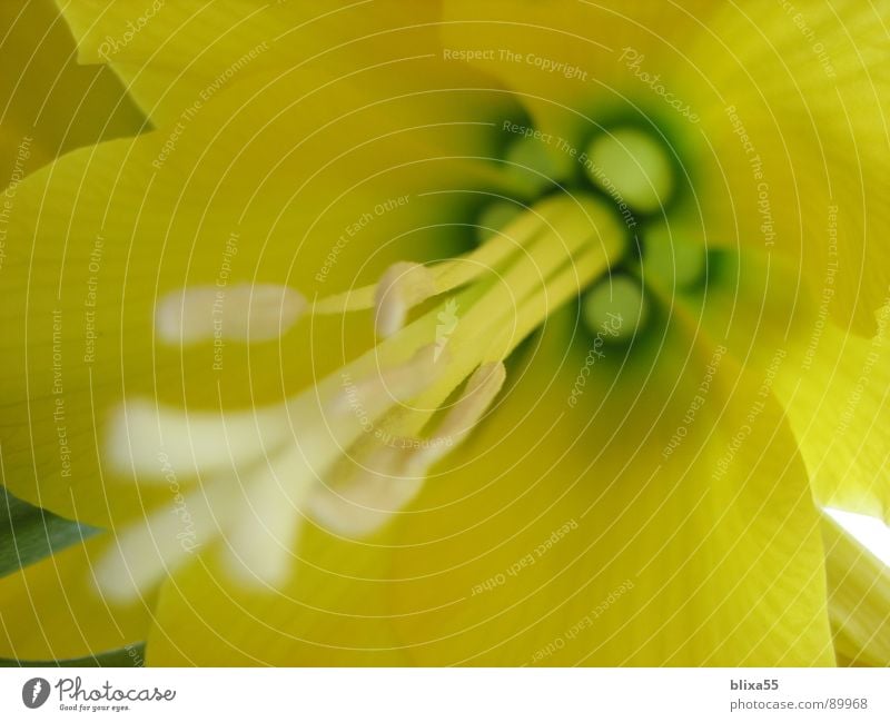 gelbe Blüte Froschperspektive Glocke Pflanze Staub Glätte unklar Detailaufnahme Makroaufnahme Nahaufnahme Stempel fruchtkörper Pollen nahdrann schnittblume