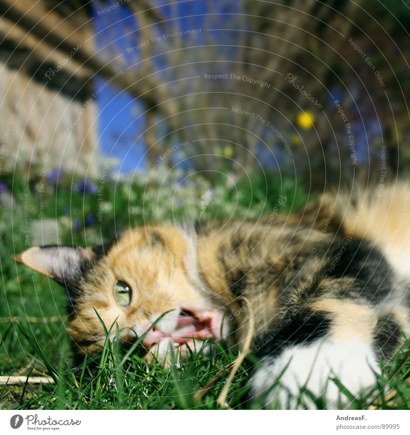 Bodenturner Katze Tier Haustier süß Spielen Gras Frühling Frühlingsgefühle niedlich Sommer Säugetier Freude Hauskatze Maul