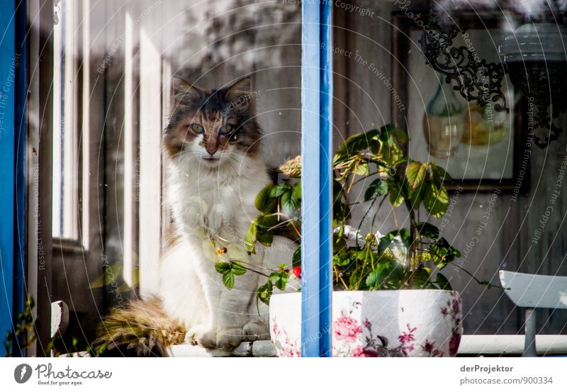 Katze am Fenster in Schweden Umwelt Tier Fischerdorf Haus Traumhaus Haustier 1 Gefühle Stimmung Freude Zufriedenheit Mut Akzeptanz Vertrauen Sicherheit Schutz