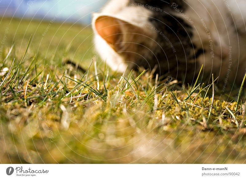 Hören wie das Gras wächst Wiese grün Frühling Sommer Katze Haustier Säugetier Hauskatze Ohr