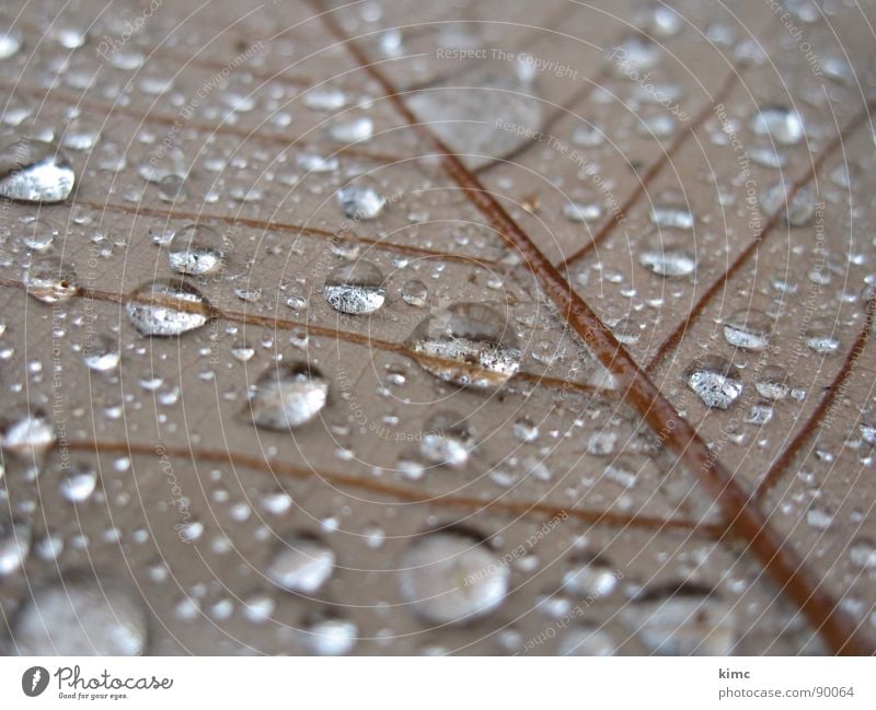 morgentau Blatt Herbst braun Wassertropfen Seil Regen
