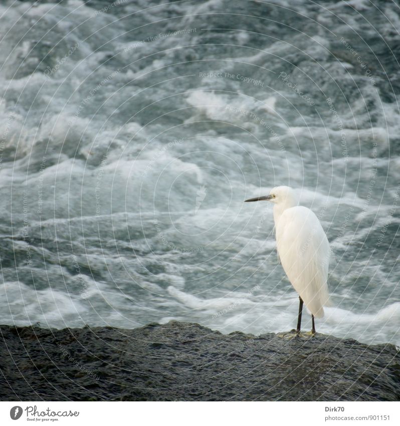 Geduld | Warten auf Beute Natur Wellen Küste Fluss Po Schaum Gischt Tier Wildtier Vogel Reiher Seidenreiher 1 Jagd Blick stehen warten hell kalt nass blau grau