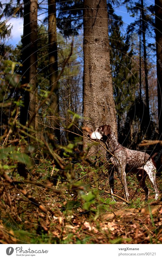 Mies Hund Wald grün braun Jagdhund herausragen Tarnung Säugetier schäbig kurzhaar Deutschland aufpasssen Nervosität Blick pointer