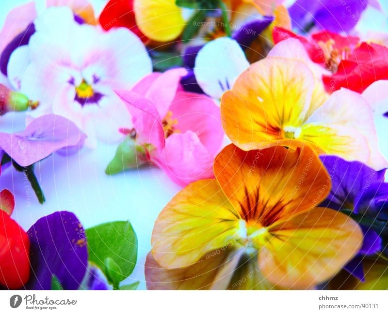 Blümchen Blume Blüte mehrfarbig Frühling Dekoration & Verzierung violett rosa Stiefmütterchen knallig Blumen. Blüte Pollen orange Stempel