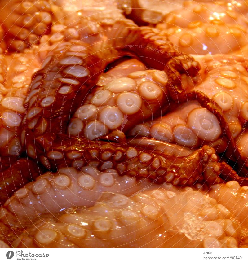 Mahlzeit! Tintenfisch durcheinander Ernährung Ekel flau Meeresfrüchte Tentakel Octopus Tod Lebensmittel Meerestier Markt saugtentakel kalmare oktopus Fisch