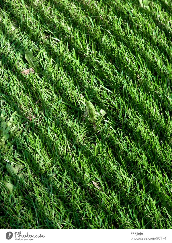 grünstreifen Gras Streifen Wiese Grünfläche Fußballplatz Park Halm frisch Frühling Zebra gestreift dunkel Rasen Farbe englischer rasen Schatten hell Kontrast