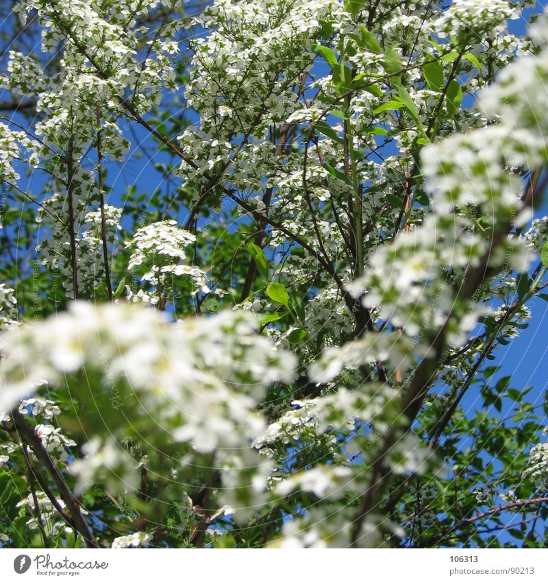 BLÜTENTERROR Blume Blüte weiß Baum Frühling organisch Pflanze Geäst Wachstum austreiben sprießen Park Wolken grün Frühlingsgefühle Erholung mehrere