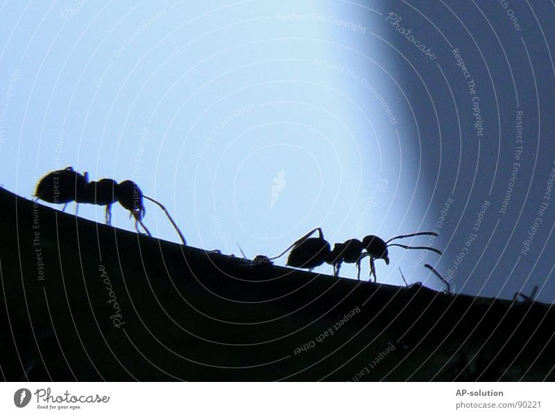 Ameisen Waldameise Tier krabbeln Insekt klein winzig schwarz Schädlinge fleißig Arbeit & Erwerbstätigkeit Arbeiter Natur Makroaufnahme Shorts Silhouette 2