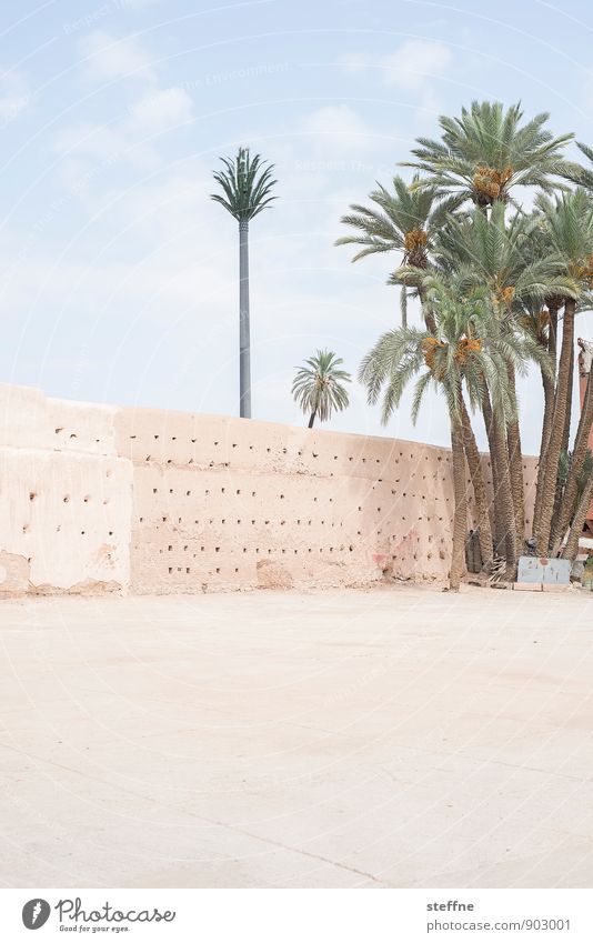 Palme Sand Himmel Schönes Wetter Wärme Baum Marrakesch Marokko Naher und Mittlerer Osten Mauer Wand hell Oase Wüste Ferien & Urlaub & Reisen Farbfoto