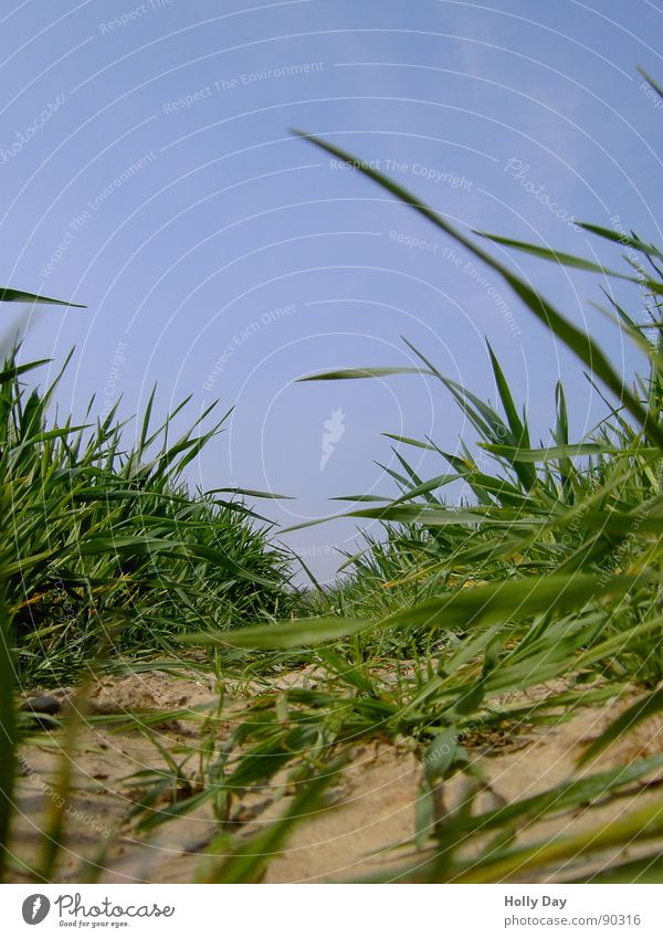 Mäuseautobahn Feld Spuren Halm Gras braun trocken Frühling Getreide Himmel blau Erde drüch Wenn Halme im Weg stehen Traktorspur