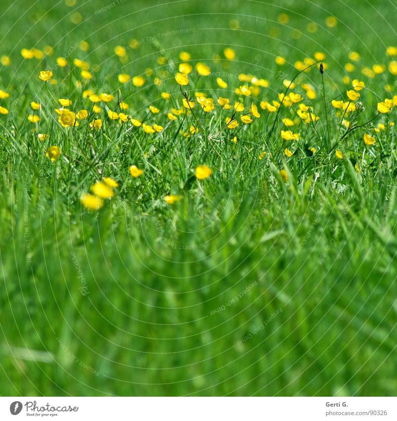 alles in Butter Wiese Gras Grünfläche grün gelb quietschgelb Blume Blüte grün-gelb Halm Frühling Sommer sommerlich mehrfarbig frisch Fröhlichkeit Kräuterwiese