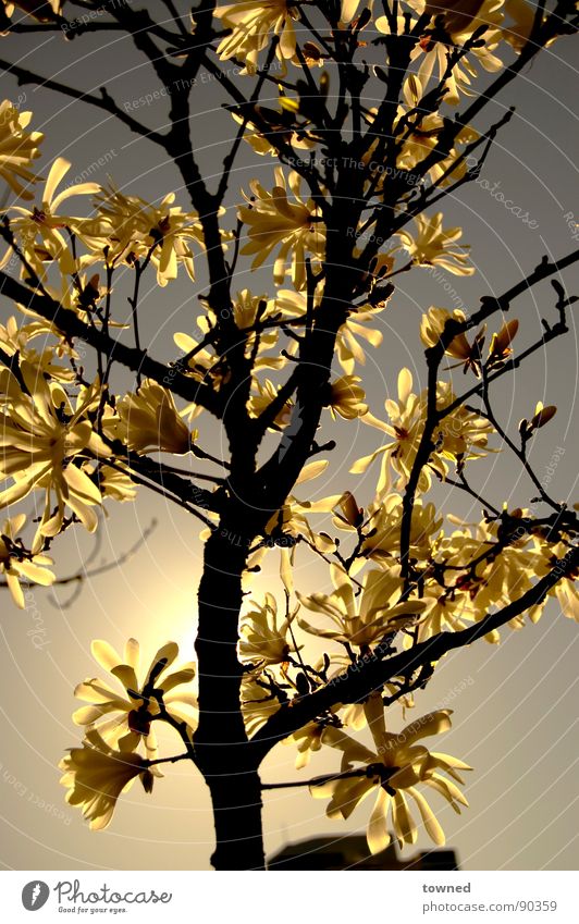 natures e-clips Sonnenuntergang Natur flower tree sun sunlight beautiful growth shadow shade Surrealismus branch bloom leaf