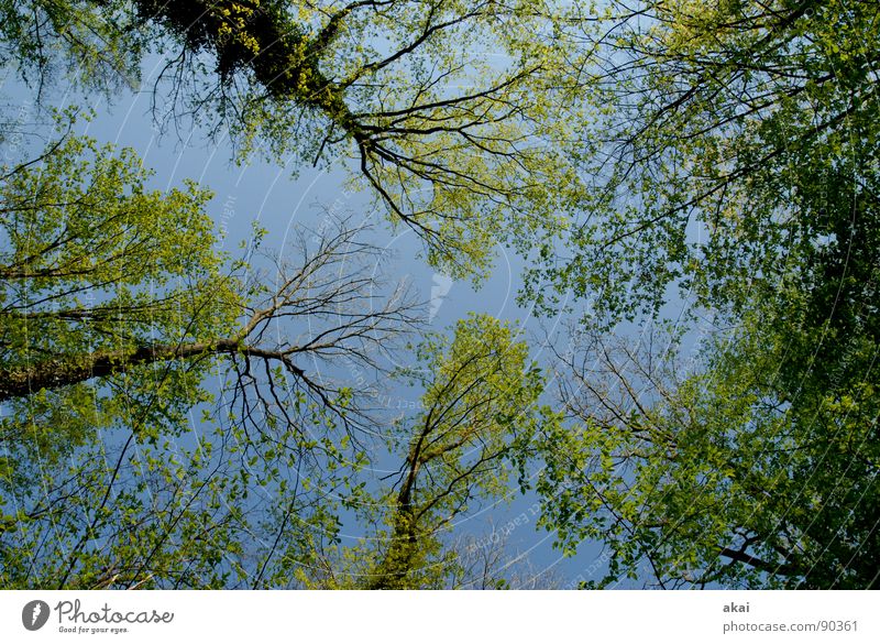 Himmel auf Erden 13 Nadelbaum Wald himmelblau Geometrie Laubbaum Perspektive Nadelwald Laubwald Waldwiese Paradies Waldlichtung ruhig grün Pflanze Baum Wachstum