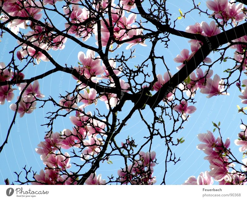 Wie überall im April Garten Natur Pflanze Luft Himmel Frühling Schönes Wetter Baum Blüte Park Blühend springen Wachstum blau rosa Farbe Magnoliengewächse