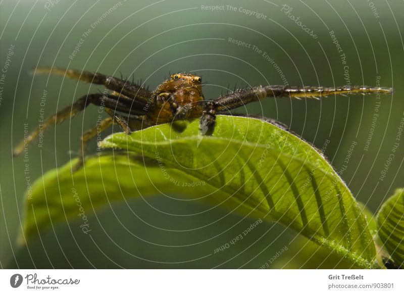 Krabbenspinne Tier Wildtier Spinne Jagd warten bedrohlich Erfolg nah braun grün Zeit Farbfoto Nahaufnahme Makroaufnahme Hintergrund neutral Tag
