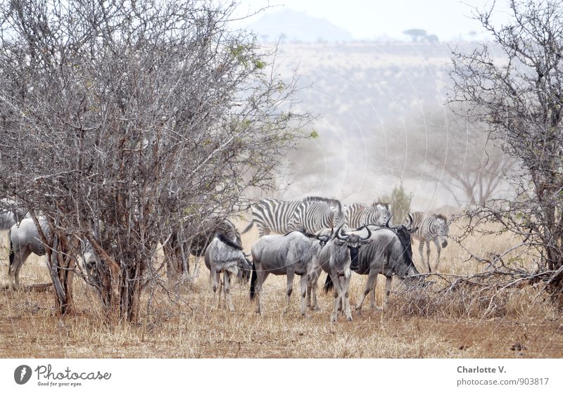 Staub aufwirbeln Natur Tier Sommer Baum Wildpflanze Nationalpark Tarangire Nationalpark Afrika Steppe Wildtier Gnu Zebra Tiergruppe Herde Fressen gehen Blick