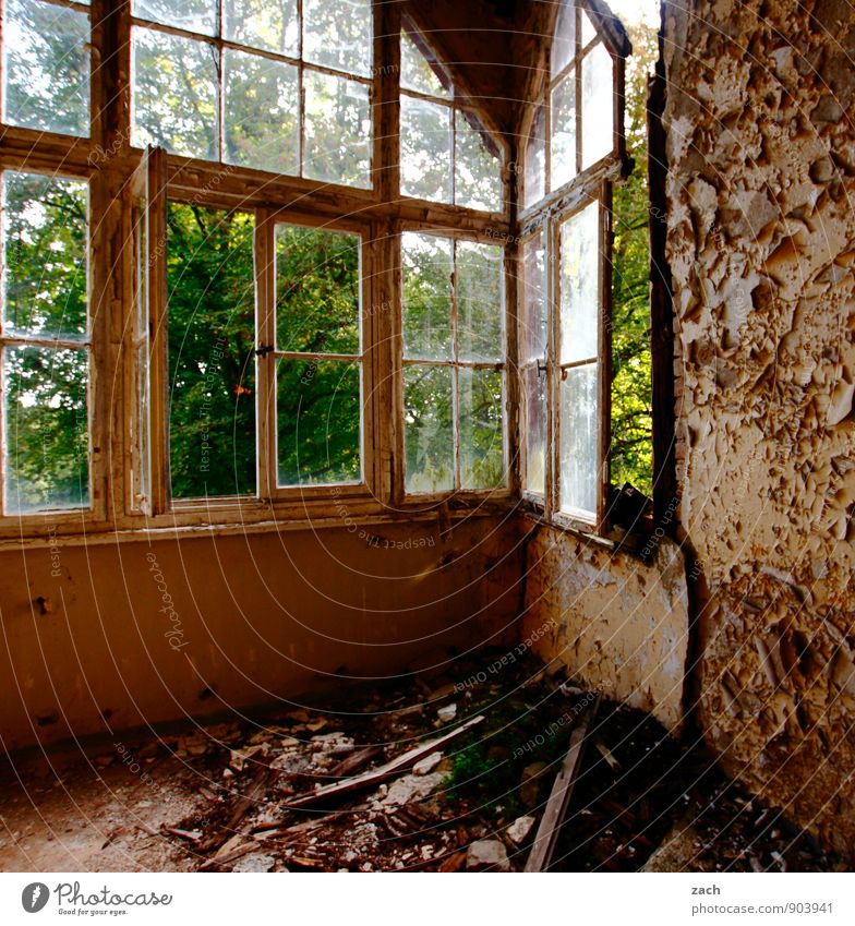 durchlüften Häusliches Leben Wohnung Haus Renovieren Raum Wohnzimmer Schlafzimmer Pflanze Baum Garten Ruine Mauer Wand Fassade Fenster alt dunkel hässlich
