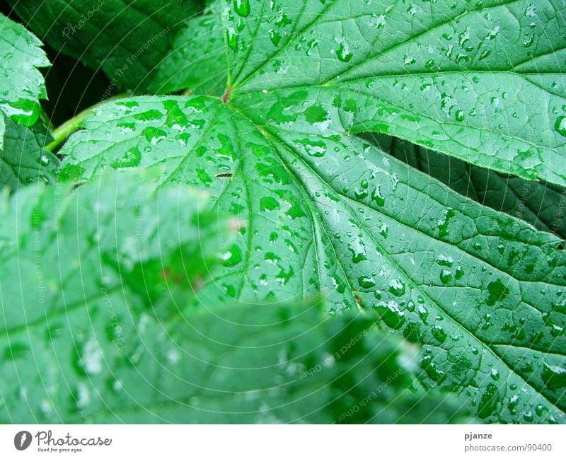 After the rain... Regen grün Pflanze Blatt Gefäße Blattadern saftig Garten Park Wasser Wein Wassertropfen