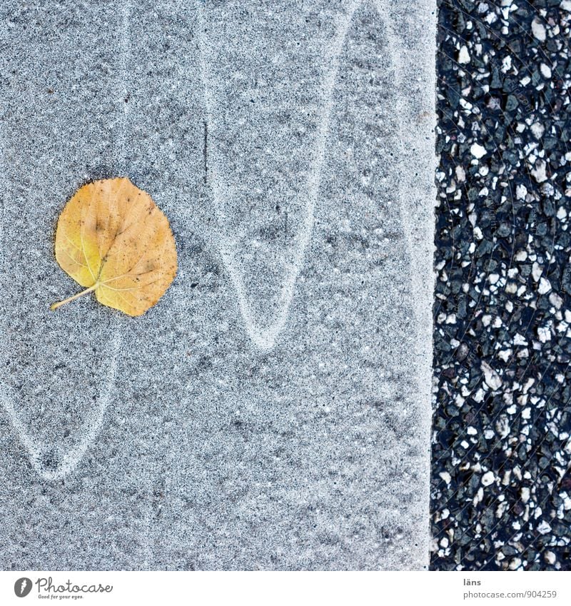 Börsenspiel Natur Herbst Blatt Verkehr Straße Fahrbahnmarkierung liegen außergewöhnlich Beginn Erwartung Vergangenheit Vergänglichkeit Wandel & Veränderung