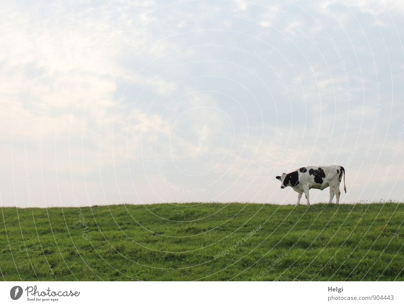 Deichkuh... Ostfriesland Umwelt Natur Landschaft Pflanze Tier Himmel Sommer Schönes Wetter Gras Grünpflanze Nutztier Kuh 1 Blick stehen warten authentisch