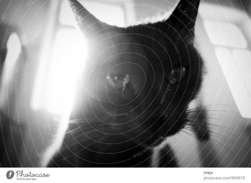 Haustier Tier Katze Tiergesicht Hauskatze 1 Blick Coolness Neugier Interesse Schwarzweißfoto Innenaufnahme Nahaufnahme Makroaufnahme Tag Licht Schatten Kontrast