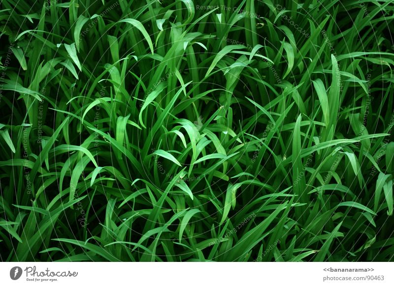 GreenGrass grün Wiese Halm Schilfrohr Garten Park Natur Rasen Pflanze