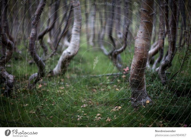 Birken Natur Landschaft Pflanze Sommer Baum Wald Wege & Pfade träumen außergewöhnlich dunkel bizarr einzigartig Idylle rein Surrealismus Birkenwald Zwergbirken
