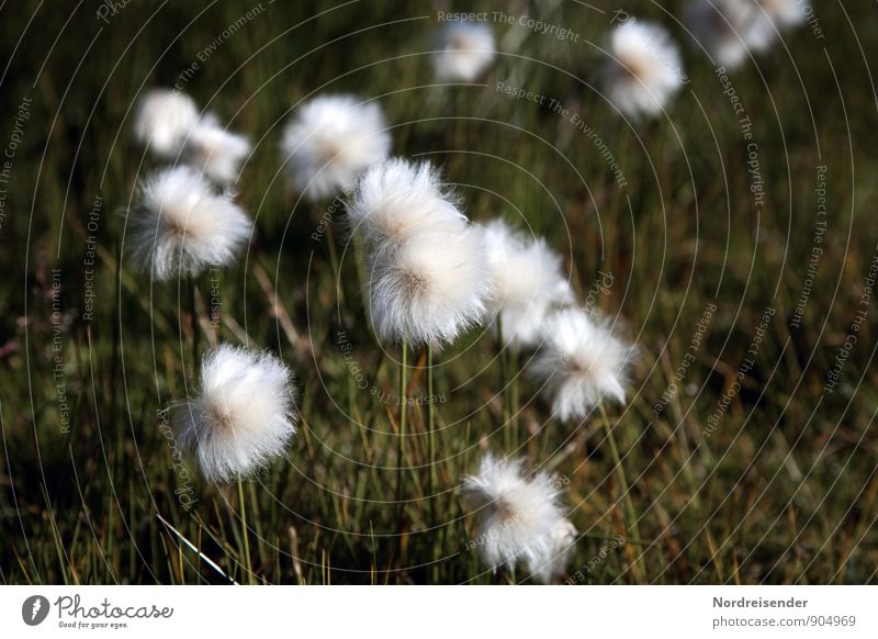 Puschels Leben Sinnesorgane ruhig Natur Landschaft Pflanze Sommer Gras Wildpflanze Moor Sumpf Freundlichkeit frisch natürlich grün weiß Warmherzigkeit Stimmung