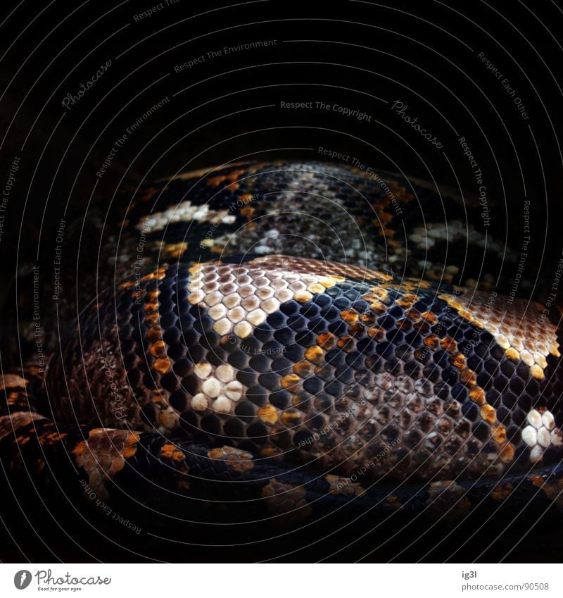schlangenmosaik Zoo Tiergarten biegen geschmeidig Muster Lichtpunkt Fliesen u. Kacheln Mosaik Teilchen Teile u. Stücke anmutend gefährlich ruhend